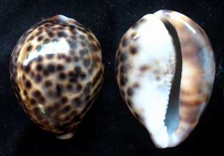 seashell Cypraea tigris FREAK LIP 73mm Gem  