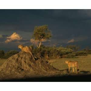   , Cheetahs on the Lookout, 8 x 10 Poster Print