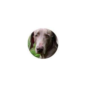  Weimaraner 16 1in Button C0636 