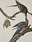 audubon passenger pigeon 62 birds of america amsterdam edition folio