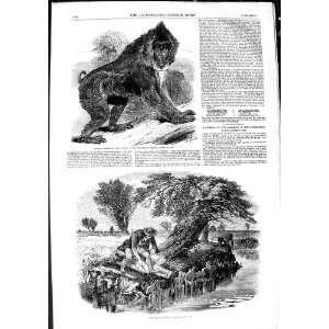  1850 MANDRILL BABOON ZOOLOGICAL REGENTS SNIGGLING EEL 