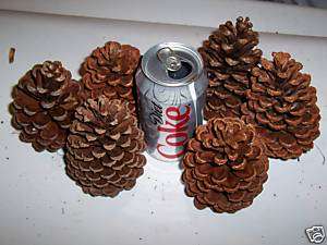 25 Florida BIG FAT Pine Cones 4  4.5 CRAFTS HOLIDAYS  
