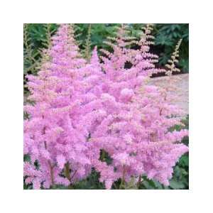 2 Astilbe America Plant Roots Patio, Lawn & Garden