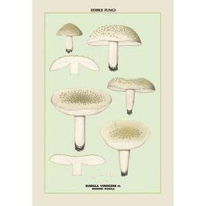  Vintage Art Edible Fungi Greenish Russula   04906 5