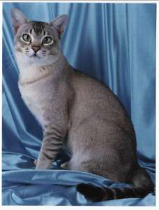 ASIAN TICKED TABBY PEDIGREE CAT Postcard  