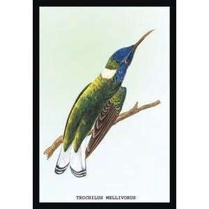  Vintage Art Hummingbird Trochilus Mellivorous   15237 0 