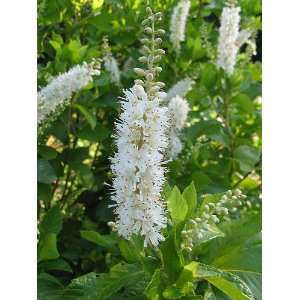  Summersweet Perennial   Clethra alnifolia Patio, Lawn 