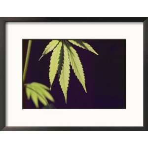  Leaves of a Marijuana Plant Collections Framed 