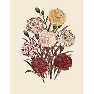  Carnations   Dianthus Etching , Botanical Fruits Floral 