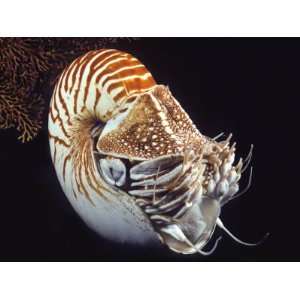  Chambered Nautilus (Nautilus Pompilius), Indonesia 
