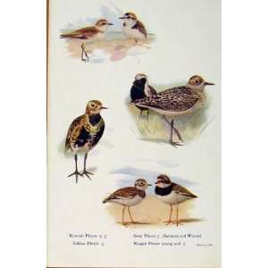  British Birds By W Foster Plover Young Male Female Prin 