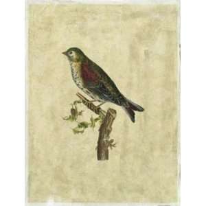  John Prideaux Selby   Crackled Selby Birds VI GICLEE 