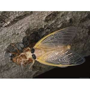  A Brood X, 17 Year Cicada Emerges from its Nymphal 