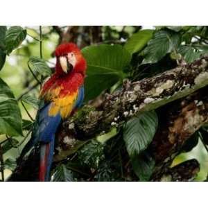  A Wild Scarlet Macaw Perched on a Tree in Costa Rica 