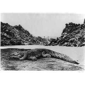  Crocodile on sand bank,Photoprint by Francis Frith,1862 