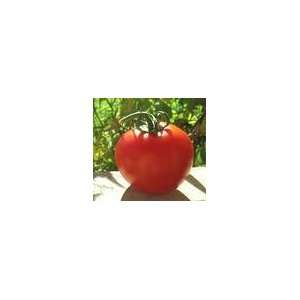  Super Sioux Tomato 40 Seeds Heirloom Patio, Lawn & Garden