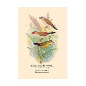  Orange Cheeked Waxbill Zebra Waxbill 28x42 Giclee on 