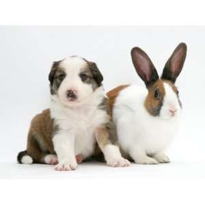  Sable And White Border Collie Pup with Fawn Dutch Rabbit 