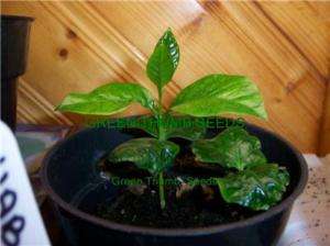 Coffea Catura, Grow your own beans FRESH SEED (T0001)  