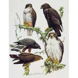  Eagles Hawks & Falcons Short Tailed Hawk Color Plate