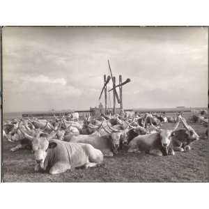  Cattle in Hungary Gather Around Water Well to fill troughs 