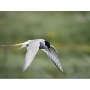 An Arctic Tern Flying Above a Green Meadow, Iceland Photographic 