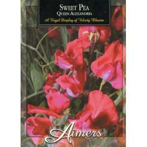  Aimers 3295 Sweet Pea Queen Alexandria (Scarlet) Seed 