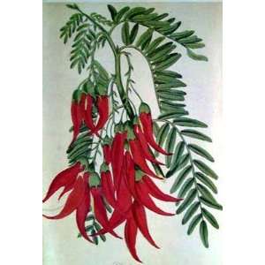 Parrots Bill   Clianthus puniceus by Joseph Paxton 7.75X11.50. Art 