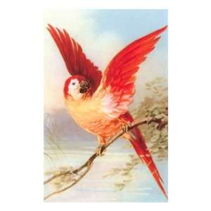 Scarlet Macaw Premium Poster Print, 12x18