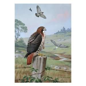 Red tailed hawk sits on fence; kingbird chases hawk near marsh hawk 