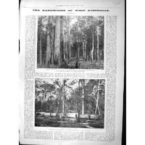  1897 Karri Forest Denmark Hills Australia Logs Hardwood 