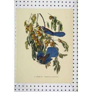  C1850 Colour Print Florida Jay Wild Bird Nature Berries 