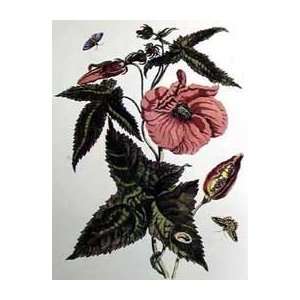   Print   Natures Bounty IV   Artist Merian  Poster Size 18 X 14