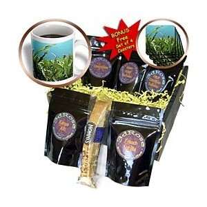 Kike Calvo Panama   Seagrass underwater San Blas Panama   Coffee Gift 