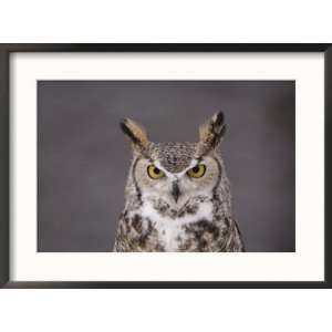  A Captive Great Horned Owl at a Recovery Center Art Styles 