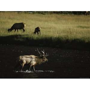  Elk During Rutting Season at Madison River, Yellowstone 