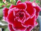 ADENIUM OBESUM DESERT ROSEOver rich sky 100 SEEDS