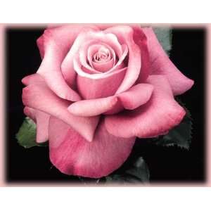  Barbra Streisand (Rosa Hybrid Tea)   Bare Root Rose Patio 