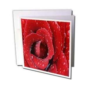   Rose   Greeting Cards 6 Greeting Cards with envelopes