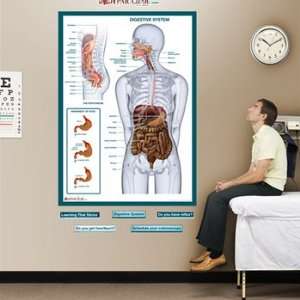 Digestive System Labeled Sticky Anatomy Wall Chart