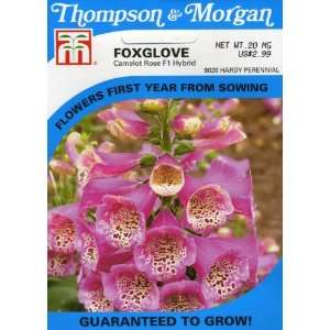  Thompson & Morgan 9020 Foxglove Camelot Rose F1 Hybrid 