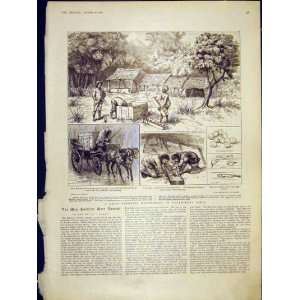  Trout Breeding Experiment India Fish Sketches 1902
