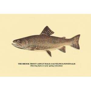  Vintage Art Brook Trout (Showing Dark or Early Spring 