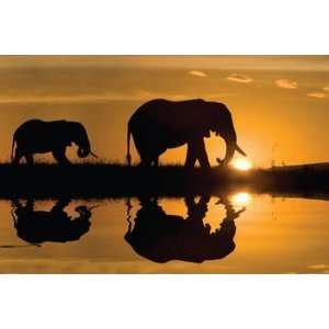    African Silhouette by Jim Zuckerman 16 X 20 Poster