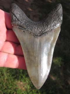 Inch MEGALODON SHARK Tooth Megladon Fossil Teeth USA  