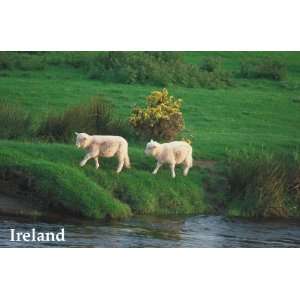 Follow the leader LAMBS GRASS FIELD RIVER IRISH IRELAND TRAVEL TOURISM 