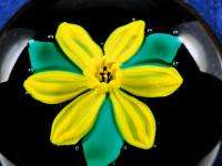 PW106) Kaziun Daffodil Paperweight  