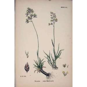  Alpine Meadow Grass Flower Plant Colour Old Print