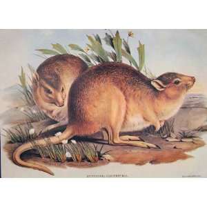   Mammals Australia 1863 Plain Jerboa Kangaroo