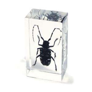   Bug Paperweight Regular edium Black Longhorn Beetle
